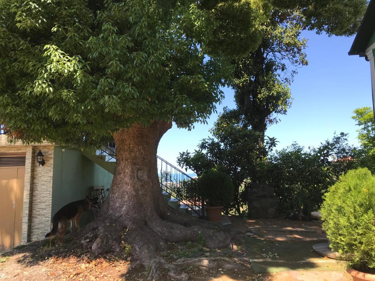 מחינג'אורי Apartment Green House מראה חיצוני תמונה